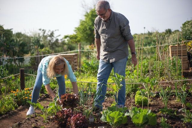 Gemüse im eigenen Garten anbauen.