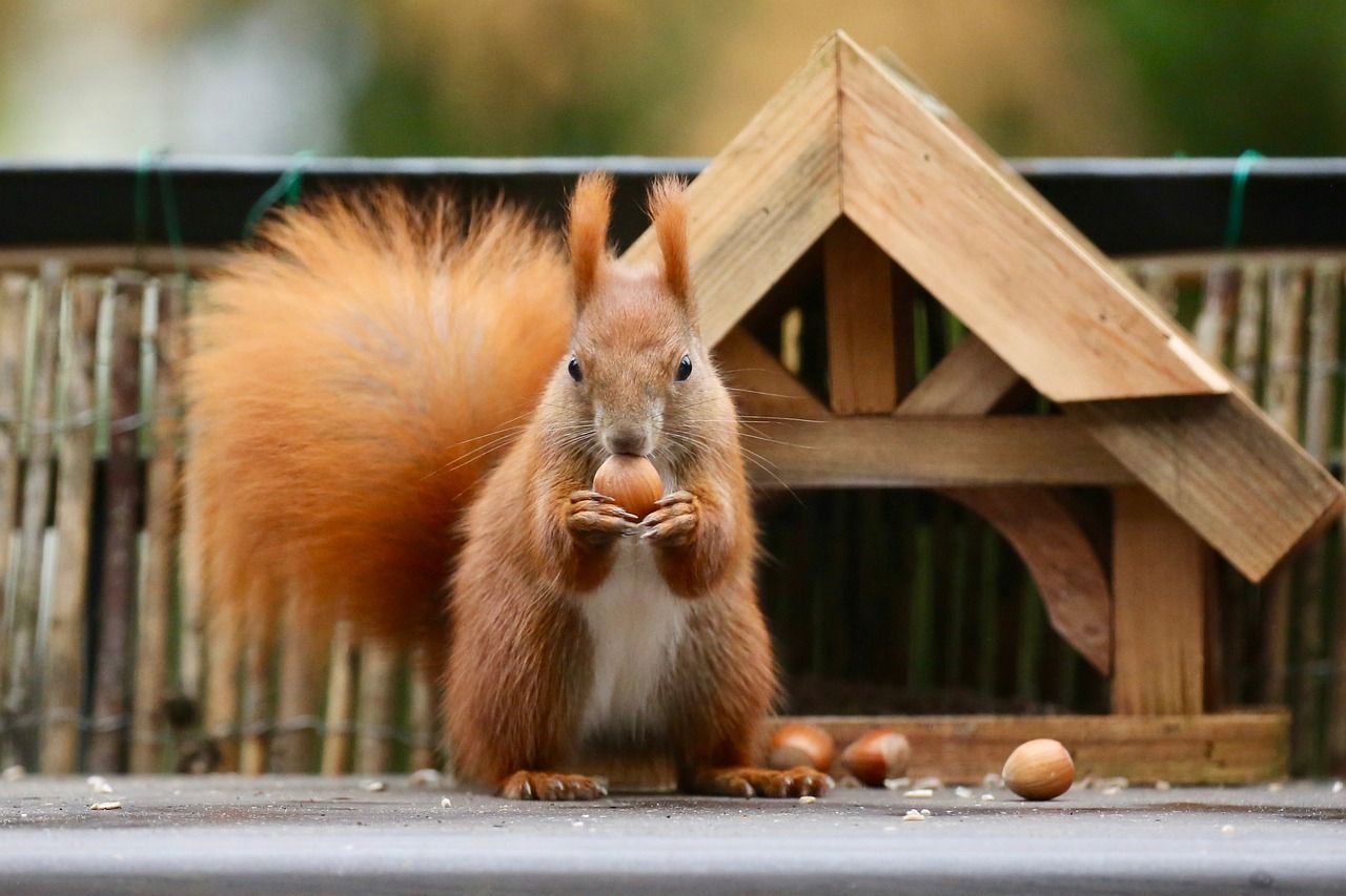                               Eichhörnchenhaus bauen: Nützliche Tipps & Tricks                             
                              
