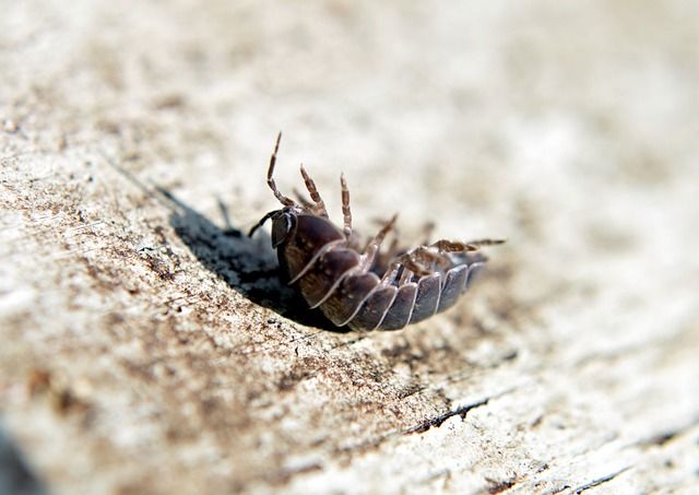                               Staubläuse im Haus: Was tun gegen die kleinen Plagegeister?                             
                              