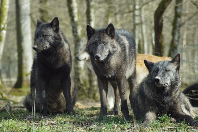Der Wolfszaun: Sicherheit und Schutz für deinen Garten
