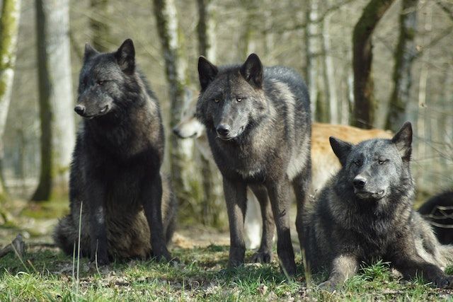                               Der Wolfszaun: Sicherheit und Schutz für deinen Garten                             
                              