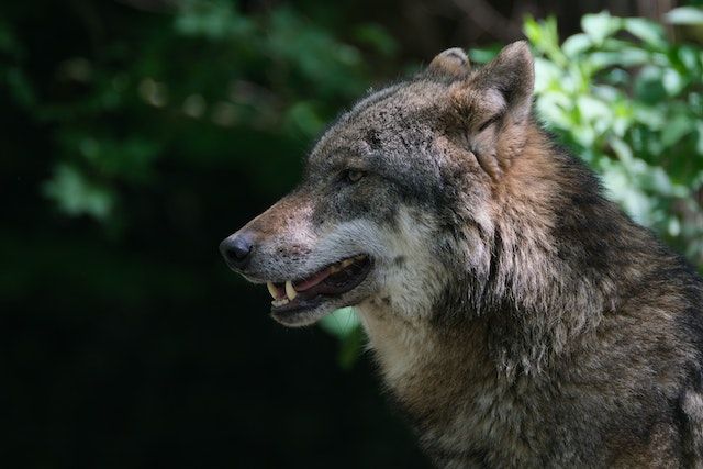 Wölfe sind wieder in ganz Ostdeutschland vertreten.