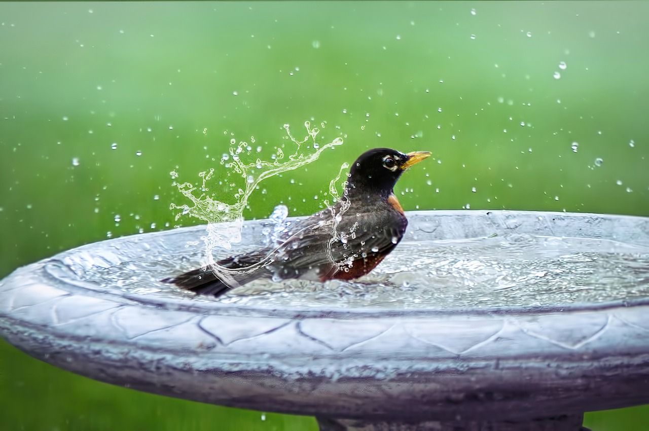                               Erfrischend und einfach: Vogeltränke im Garten aufstellen                             
                              