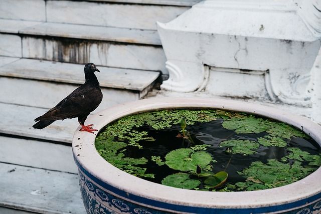 Halten Sie Ihre Vogeltränke stets sauber, um die Gesundheit der Vögel zu schützen.