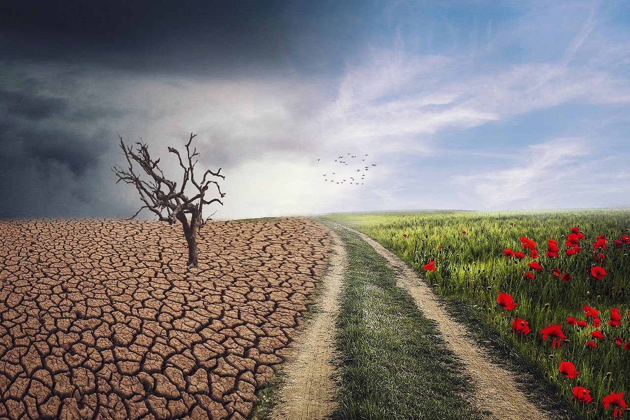                               Klimawandel: Auswirkungen auf Hausbau und Gartenpflege                             
                              