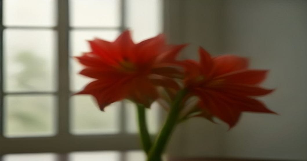 Amaryllis in Wachs: Warum sie ohne Wasser blüht und was danach kommt