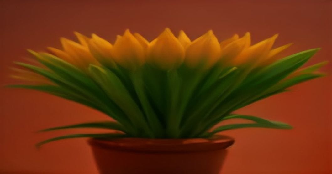 Blutblume: Pflege, Ruhephase und Blüte richtig steuern