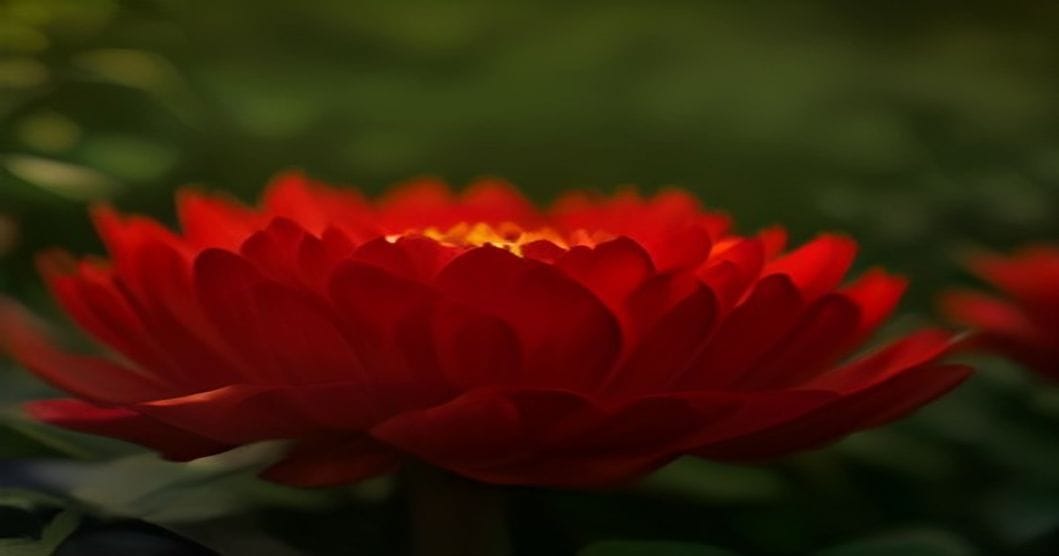 
                               Dahlien in Rot und Koralle in voller Blüte im spätsommerlichen Gartenbeet
                              
