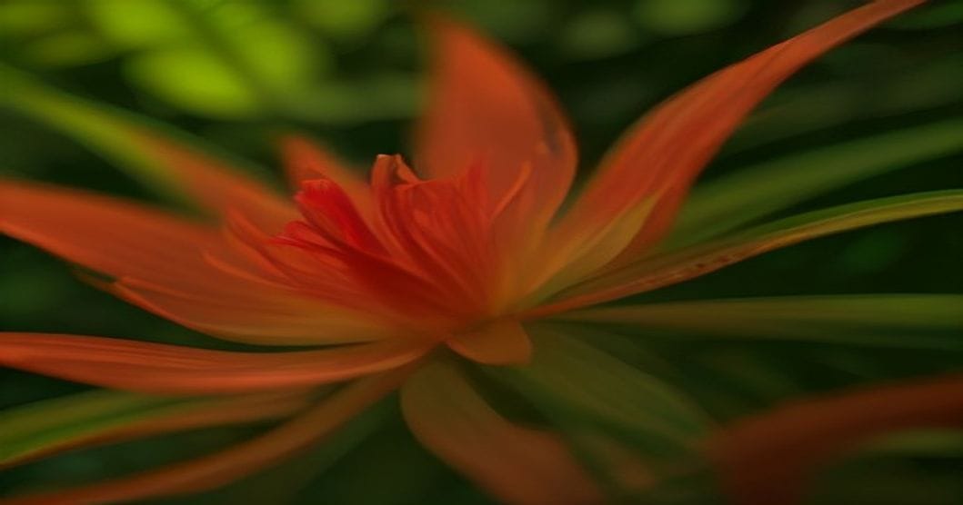 Gloriosa (Ruhmeskrone): pflanzen, pflegen und sicher überwintern