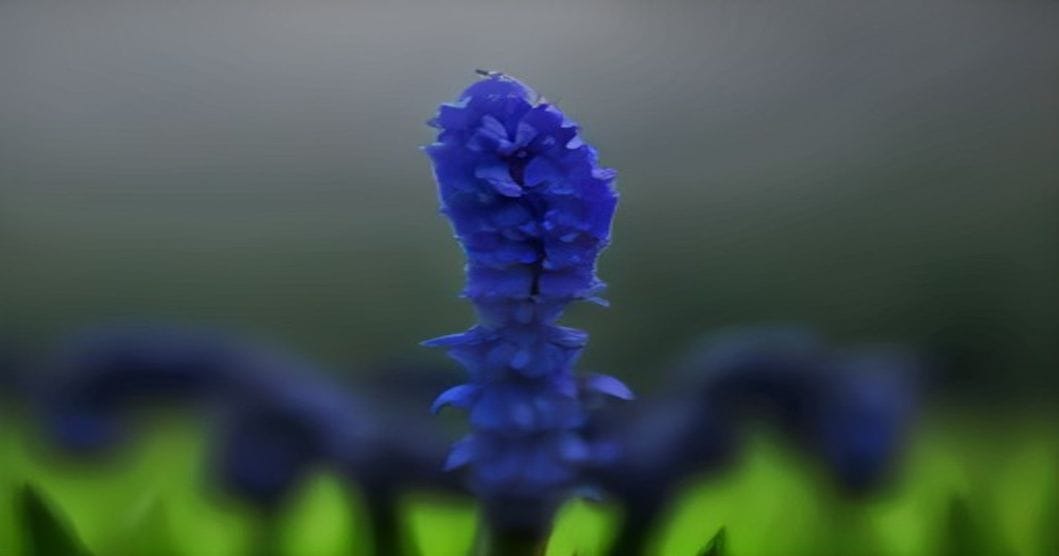 Traubenhyazinthe (Muscari): Arten, Pflanzen und Pflege