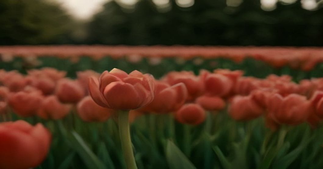 
                               Rote und weiße Tulpen in dichter Gruppe in einem Gartenbeet im Frühjahr
                              