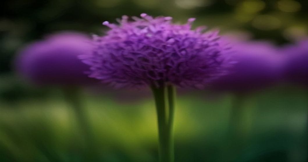 
                               Violette Zierlauch-Blütenkugeln in einem Staudenbeet bei Abendlicht
                              