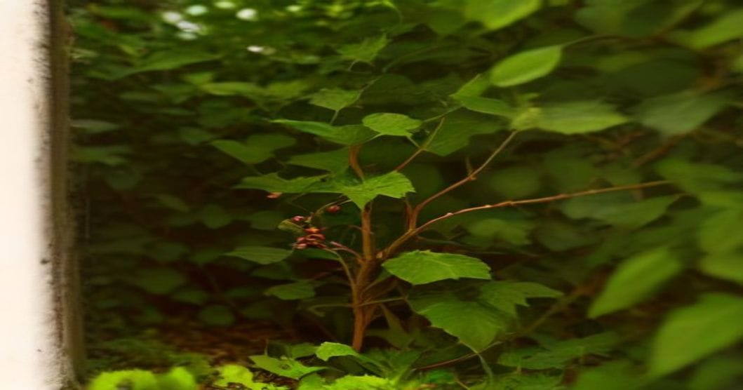 
                               Dichtes, dorniges Brombeergestrüpp in einer Gartenecke mit Lederhandschuhen und Rodehacke davor
                              